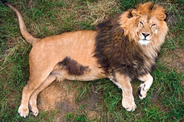 stock image Lion