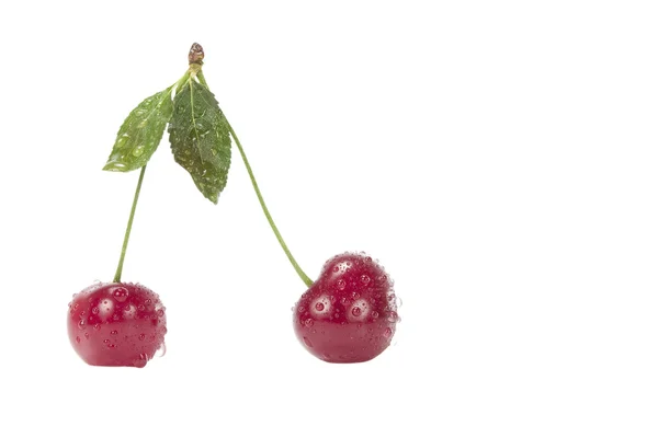 Two cherries with leaves on a branch — Stock Photo, Image