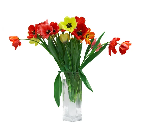 stock image Red and yellow tulips