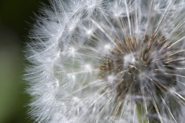 Fluffy dandelion — Stock Photo, Image