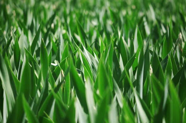 Foglie verdi di un'erba — Foto Stock