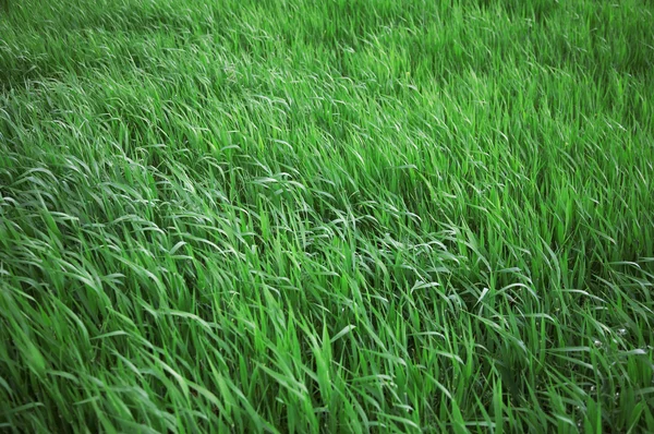 Groene bladeren van een gras — Stockfoto
