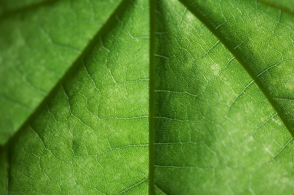 Зелений лист крупним планом — стокове фото