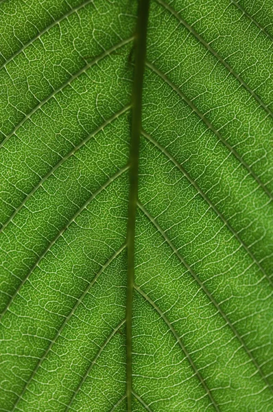 Зеленый лист крупным планом — стоковое фото