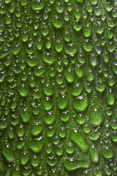 Kapky vody na list — Stock fotografie