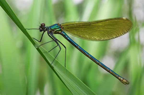 stock image Dragonfly on a green grass