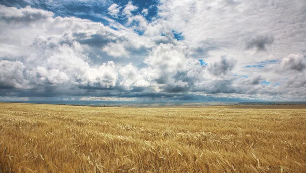 Field of yellow wheat — Stock Photo, Image