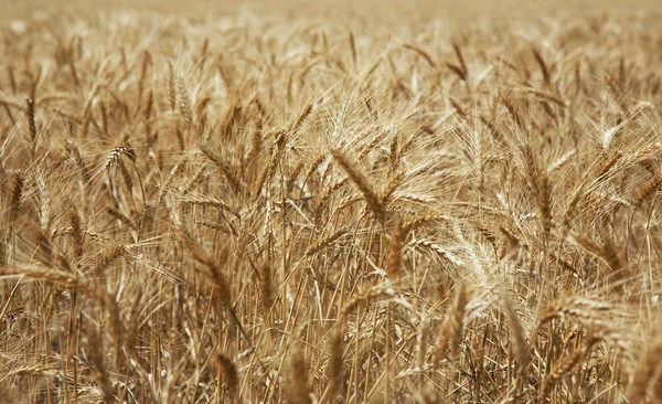 Стиглі пшениці — стокове фото
