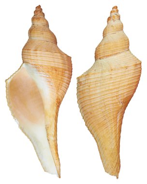 ön ve arka deniz kabuğu