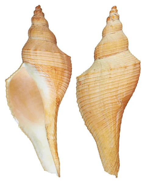 stock image Front and back Seashell