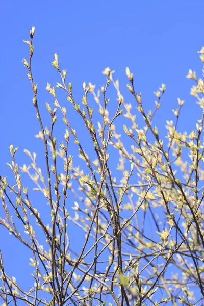 stock image Tree branch