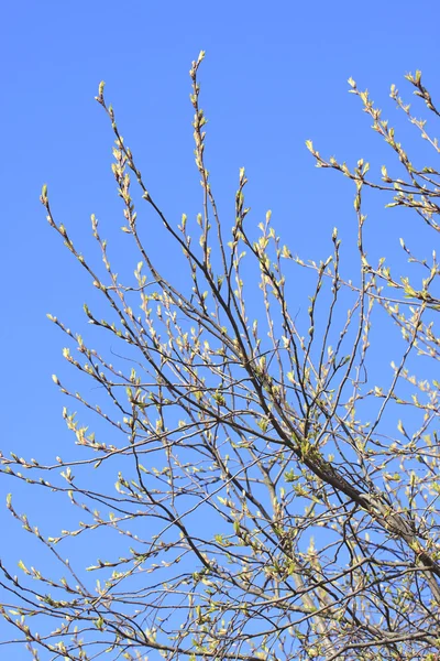 stock image Tree branch