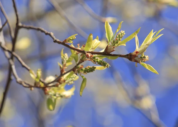 Jarní květ větev — Stock fotografie