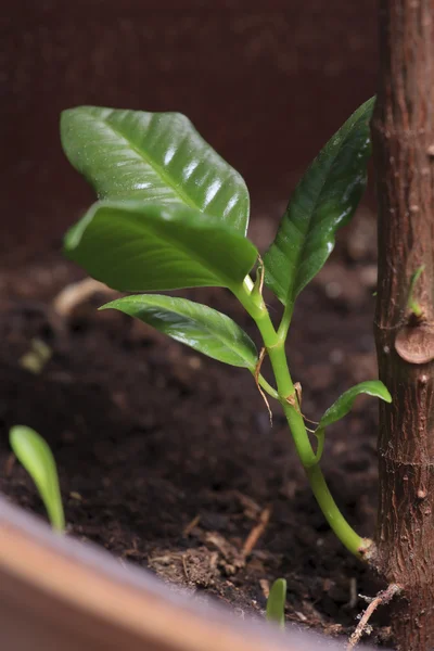 stock image Closeup photo of the young green sprout