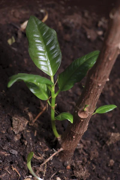 Stock image Rubber plant sprout