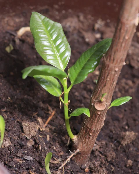 stock image Rubber plant sprout