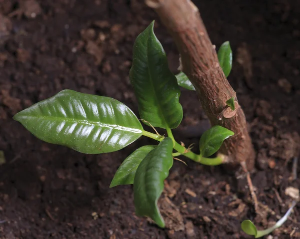 stock image Rubber plant sprout