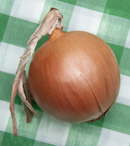 Onion Picnic — Stock Photo, Image