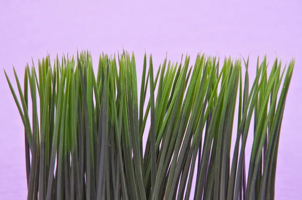 Ljusa gröna gräset — Stockfoto