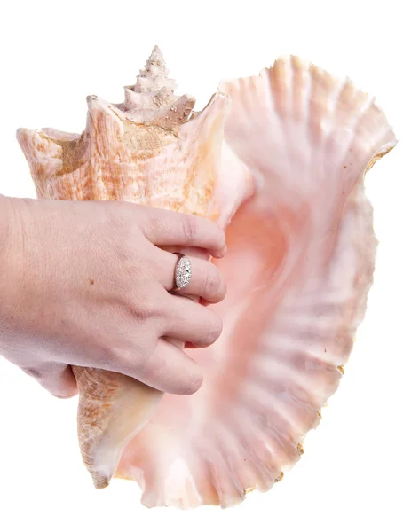 Conch Shell in Hand — Stock Photo, Image