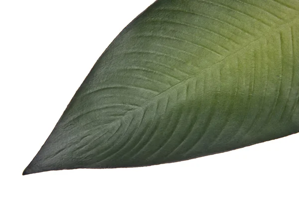 Lebhaftes grünes tropisches Blatt — Stockfoto
