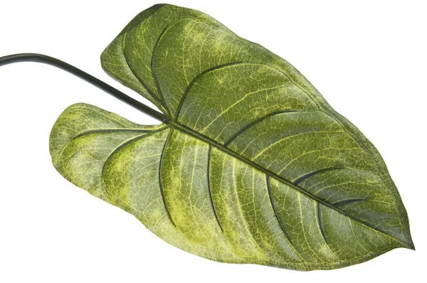 Wibrujący zielony liść tropikalny — Zdjęcie stockowe