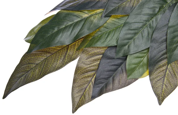 Lebhaftes grünes tropisches Blatt — Stockfoto