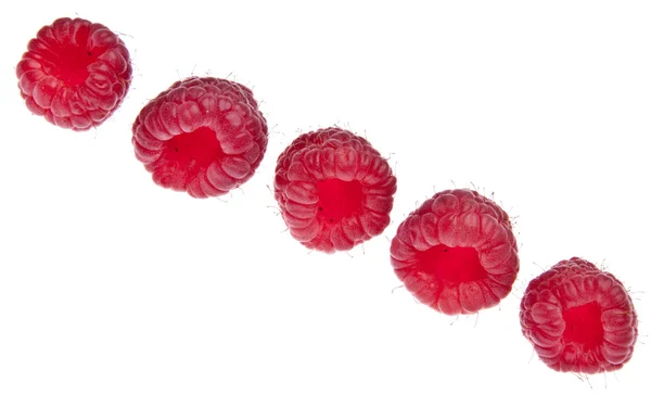 나무 딸기의 라인 — 스톡 사진