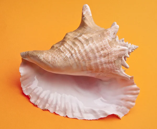 Conch Shell — Stock Photo, Image