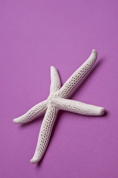 Levendige starfish — Stockfoto