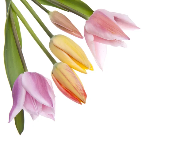 Весенние тюльпаны — стоковое фото