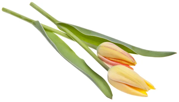 Tulipanes de primavera —  Fotos de Stock