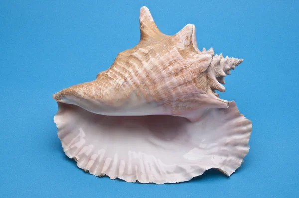 巻き貝の殻 — ストック写真