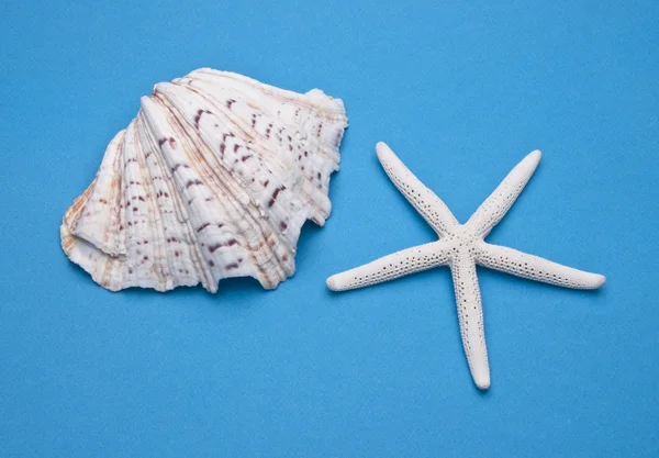 海贝壳和海星 — 图库照片