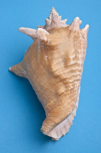 Conch shell — Stockfoto