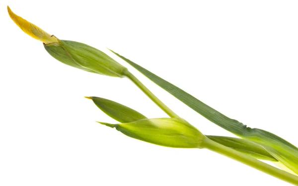 Flor de brotamento fresco — Fotografia de Stock