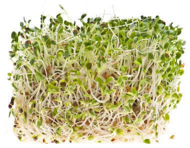 Eating Healthy Alfalfa Sprouts clipart