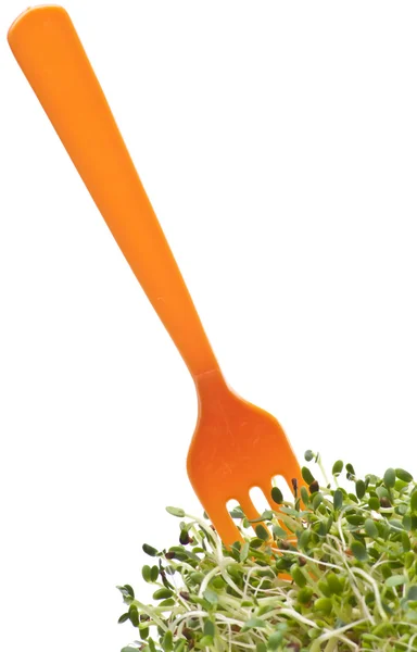 Äta hälsosamt alfalfa groddar — Stockfoto