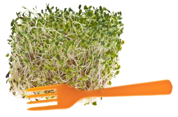 Comer brotes saludables de alfalfa —  Fotos de Stock