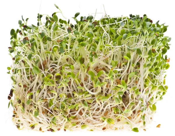 Äta hälsosamt alfalfa groddar — Stockfoto