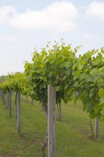 stock image Fresh Grape Leaves in a Vineyard