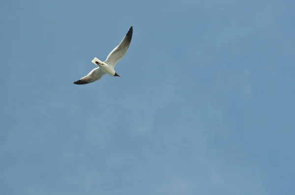 Seagull in a Clear Sky — Stock Photo, Image