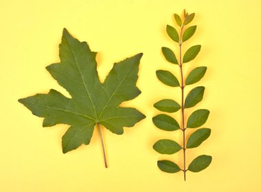 yaprakları hareketli arka plan