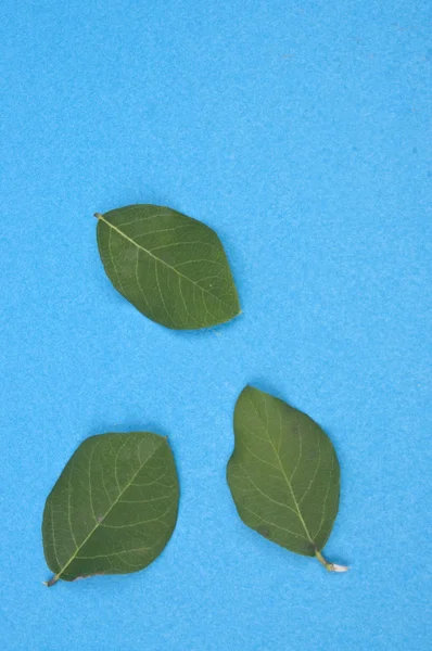 Blätter auf lebendigem Hintergrund — Stockfoto