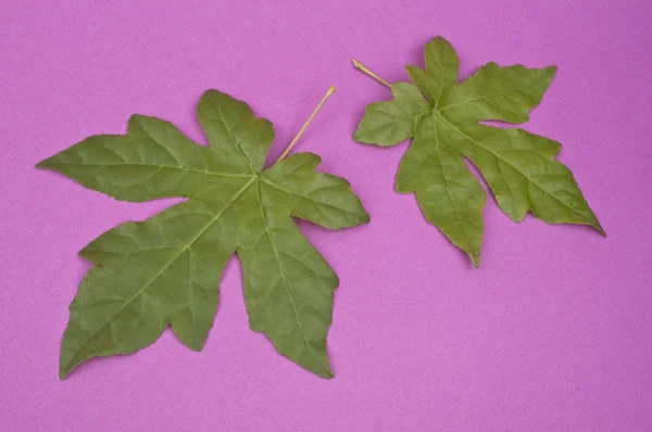 Φύλλα σε ζωντανή φόντο — Φωτογραφία Αρχείου