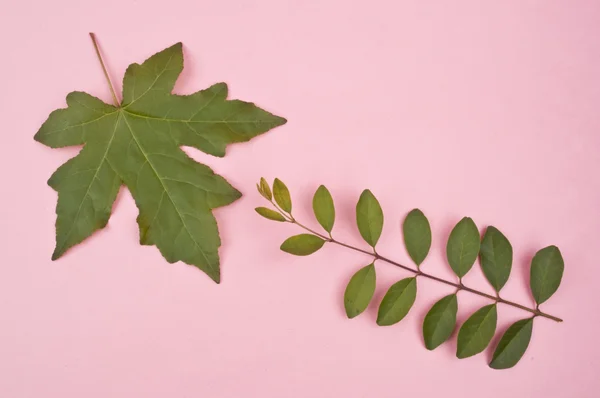 Blätter auf lebendigem Hintergrund — Stockfoto