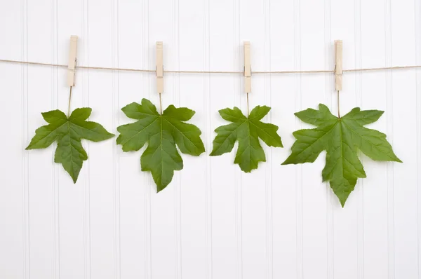Maple Leave on a Clothesline — Stock Photo, Image