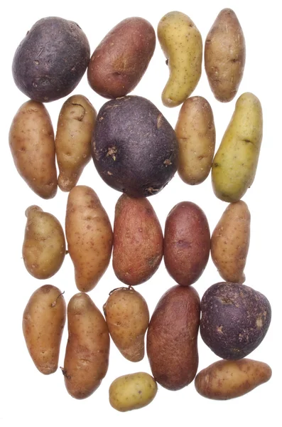 Fingerling handwerkliche Kartoffeln — Stockfoto