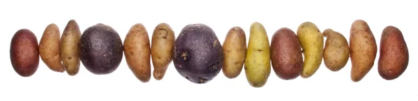 Fingerling artisan potatis — Stockfoto