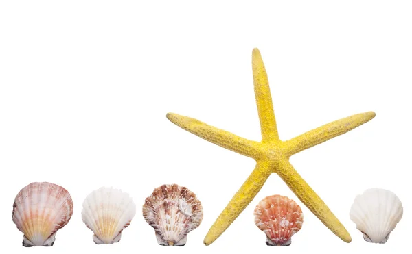 Shell і морська зірка прикордонної — стокове фото